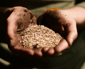 alternative durable aux pâtes alternative durable aux pâtes